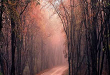 浙江队外援状态火爆，助球队稳居前八